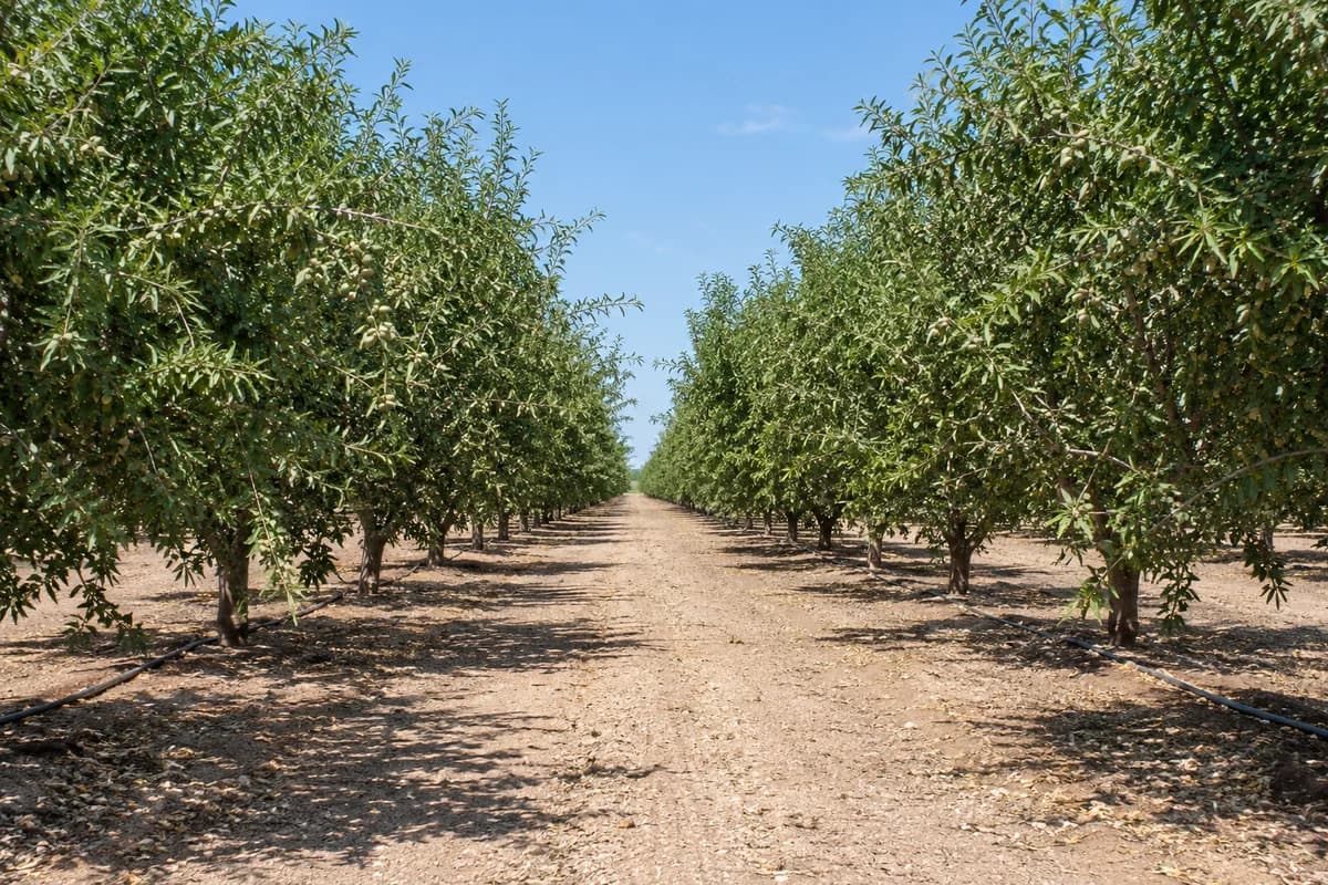Rows of orchard trees in a daylight agricultural landscape